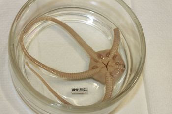 Media type: image;   Invertebrate Zoology OPH-846 Description: Preserved specimen.;